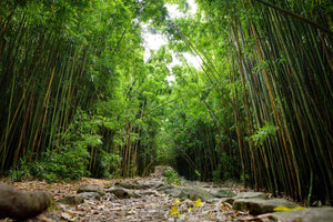 Follow the path to the Bamboo Forest Maui!