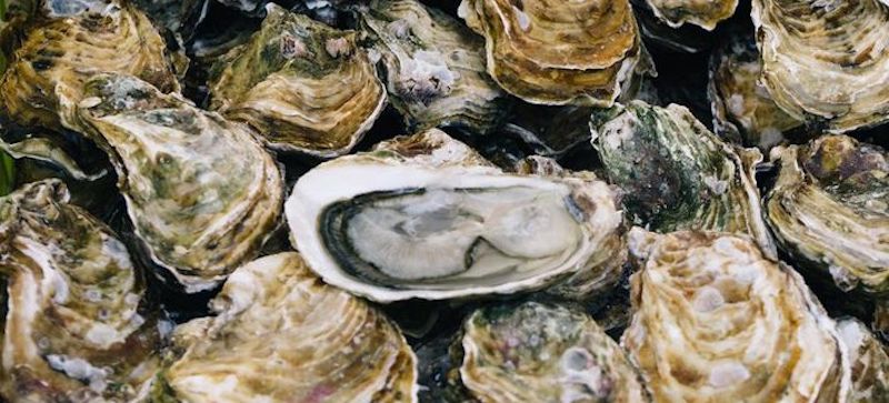 Have You Ever Wondered Who Was the First Person to Eat an Oyster?