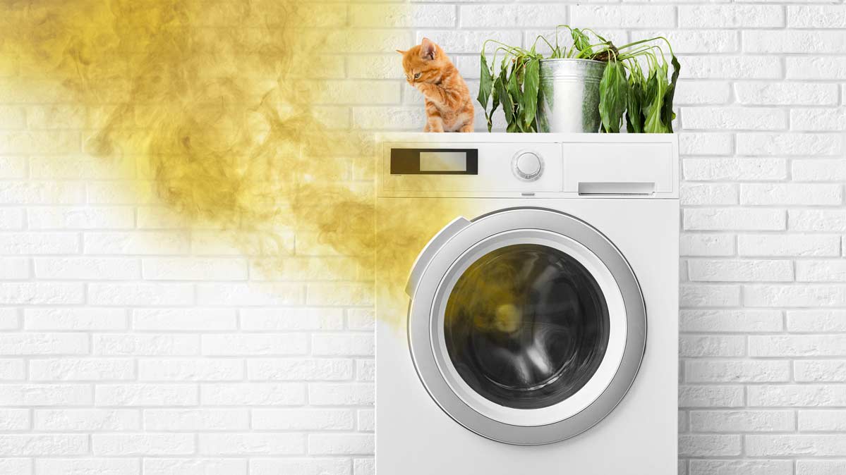 Mold in Your Washing Machine: The Mystery & the Menace