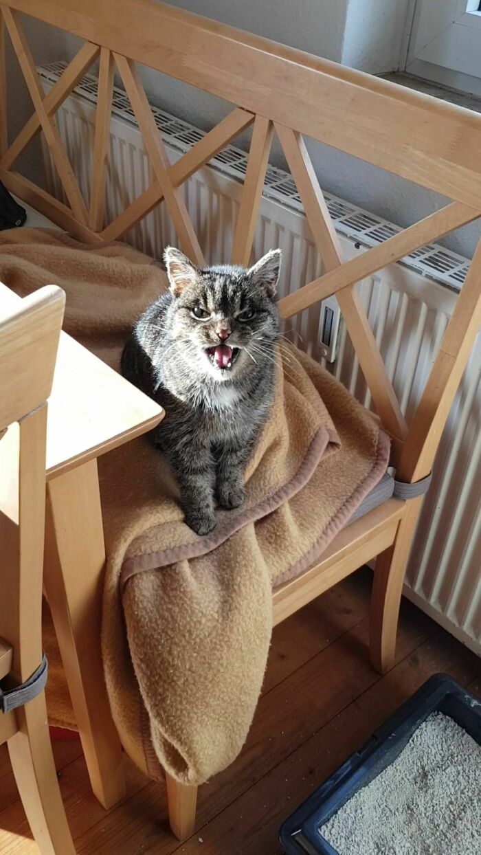 103 Pics Of Cats Radiating Epic Meow Energy, As Shared In The ‘Cats Who Yell’ Online Group (New Pics)