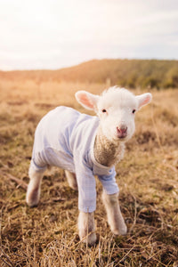 An Introduction to Animal Protection in Fashion