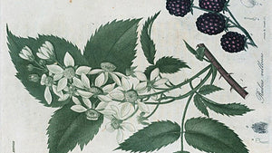 Blackberries